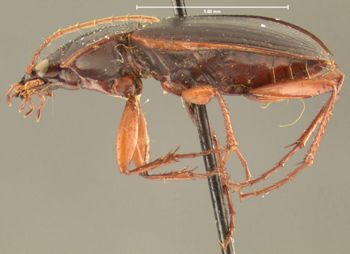 Media type: image;   Entomology 33022 Aspect: habitus lateral view